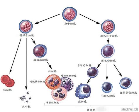 血细胞的分类是什么