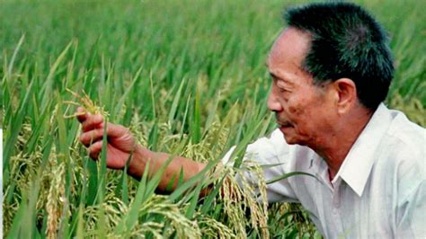 袁隆平什么时候开始研究杂交水稻