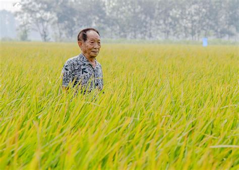 袁隆平在沙漠种出水稻