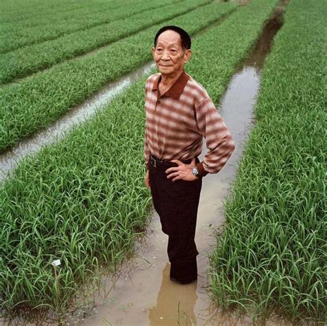 袁隆平海水稻种植成功