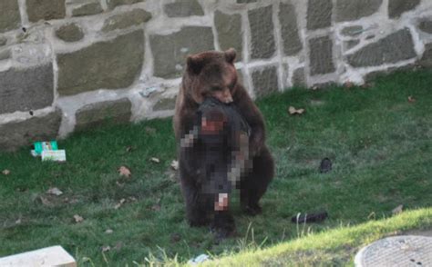 被黑熊袭击受伤