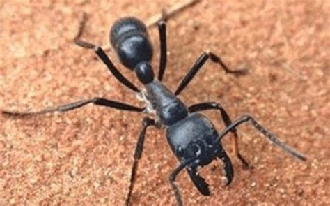 西伯利亚巨型蚂蚁