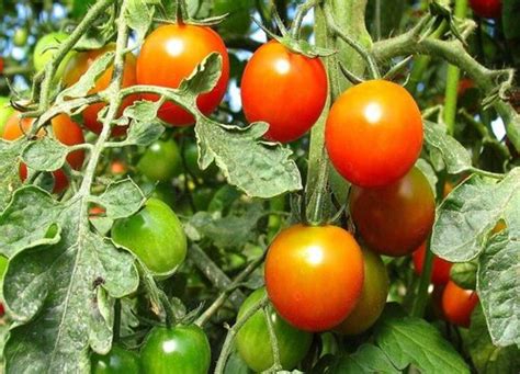 西红柿几月份种植最好