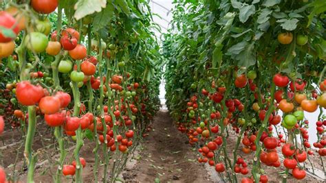 西红柿种植过程和方法