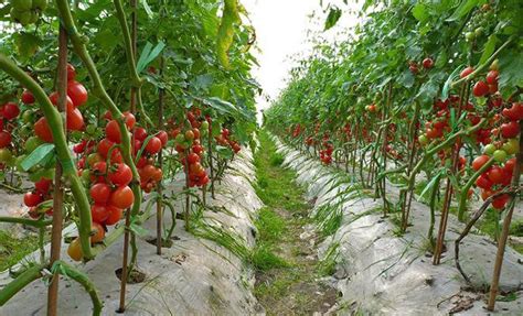西红柿种植露地管理技术