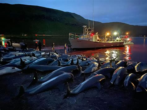 谴责丹麦屠杀海豚