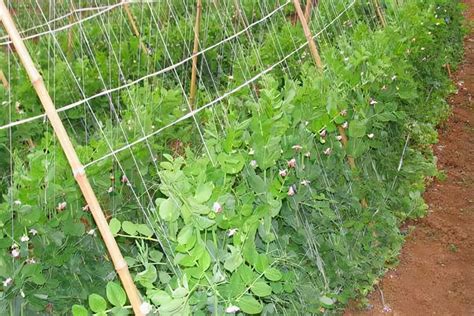 豌豆怎么在家种植