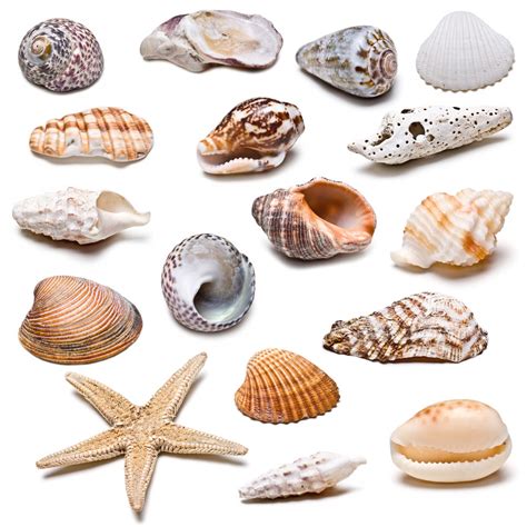 贝壳的种类和形状有哪些