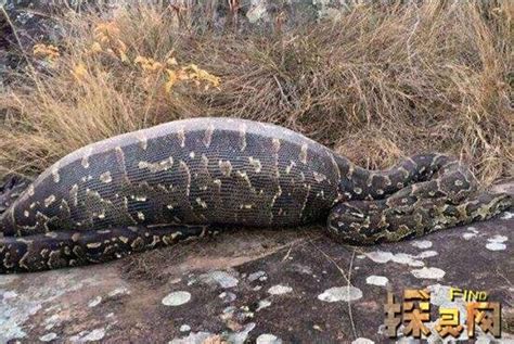 贵州挖出4吨巨蛇是真的吗