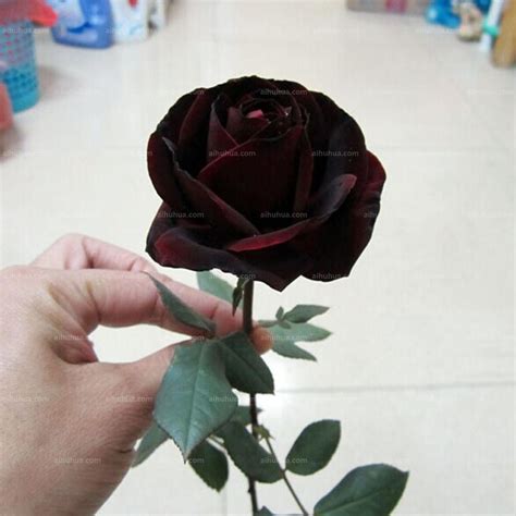 路易十六玫瑰花图片