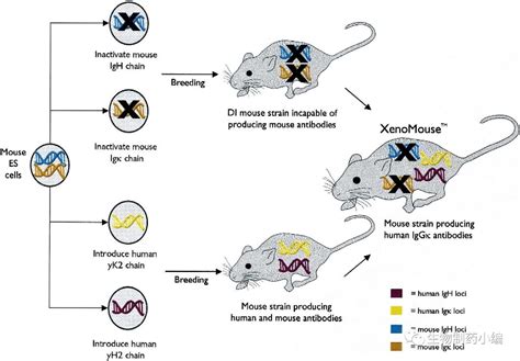 转基因小鼠制备原理和过程