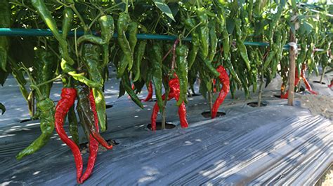 辣椒的种植技术与管理
