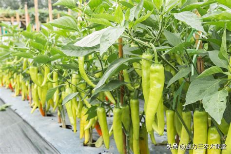 辣椒的种植技术和种植方法