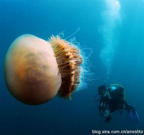 近期发现的巨大水母