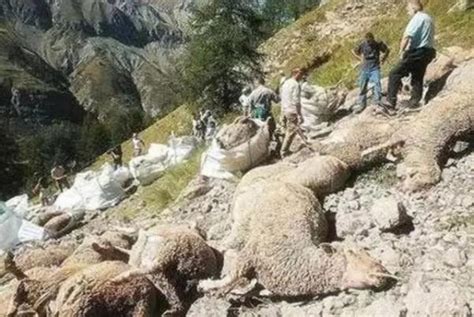 近百只山羊跳崖物是人非坠亡