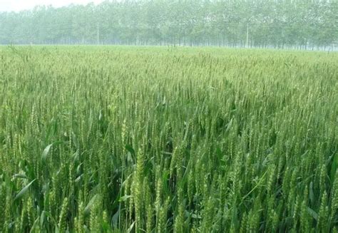 适合华北种植的小麦优良品种