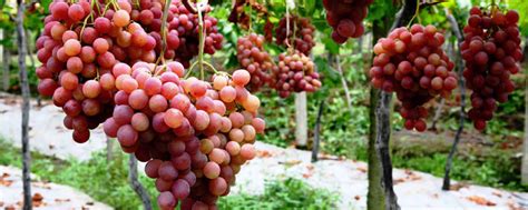 适合四川露天种植的葡萄品种