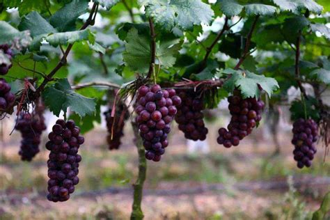 适合广东种植又好吃的葡萄品种