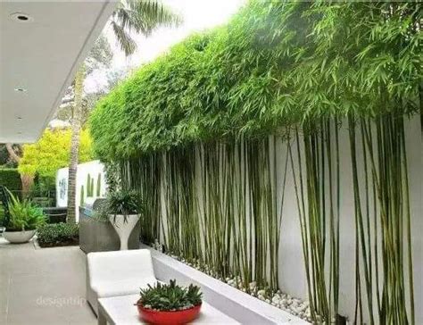 适合庭院种植的长不高的竹子
