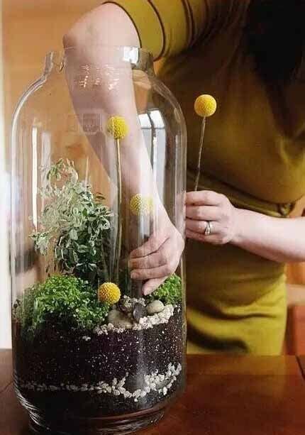 适合玻璃盆栽的植物