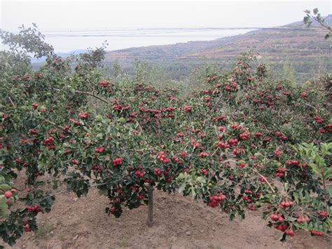 适合苏北地区种植的特色果树