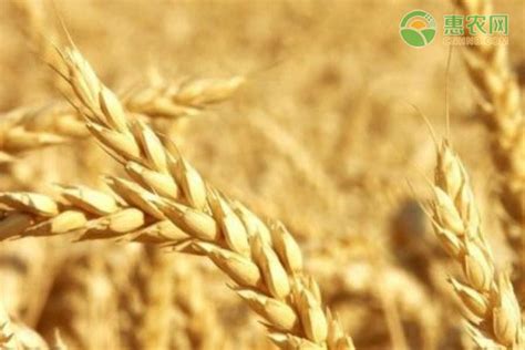 适合陕西种植优质小麦品种有哪些