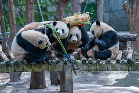 重庆动物园大熊猫友友去哪了