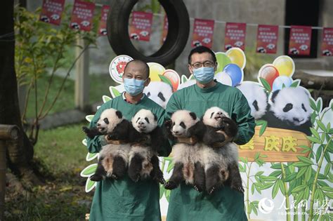 重庆四胞胎熊猫宝宝