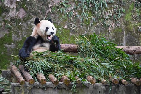 重庆永川野生动物园大熊猫