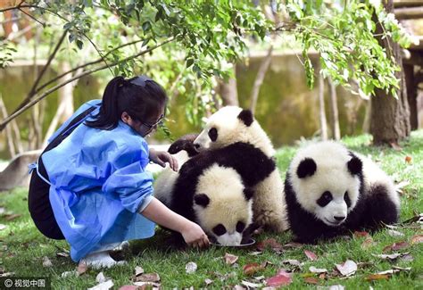 野生熊猫与饲养熊猫
