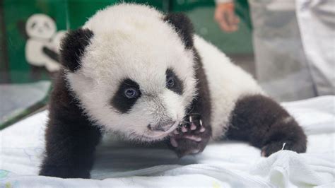 野生熊猫幼崽成长的过程