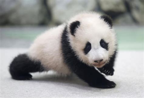 野生熊猫幼崽是怎么存活的
