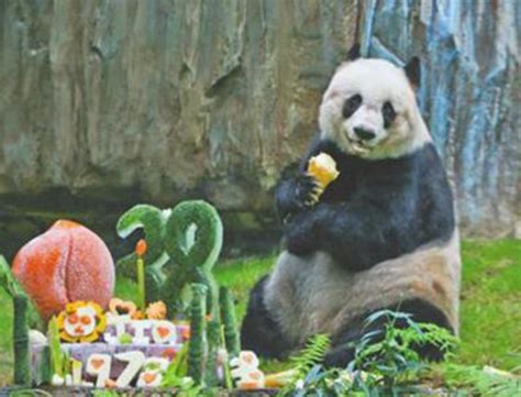 野生熊猫最多能活到几岁