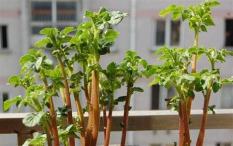 阳台种土豆的种植方法
