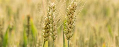 陕西有哪些强筋小麦品种