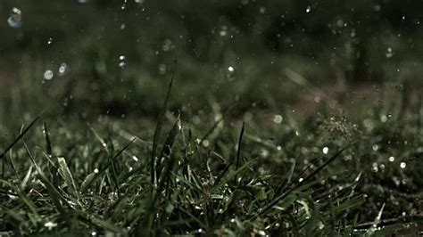 雨丝落在草地上的声音是什么