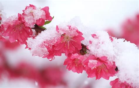雪中最漂亮的梅花图片