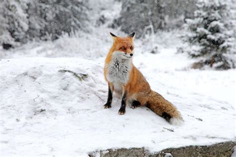 雪地洞里发现小狐狸