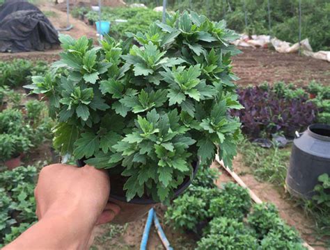 露地菊花菜的种植方法