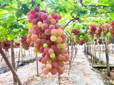 露天极早熟葡萄品种