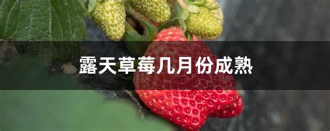 露天草莓几月份成熟