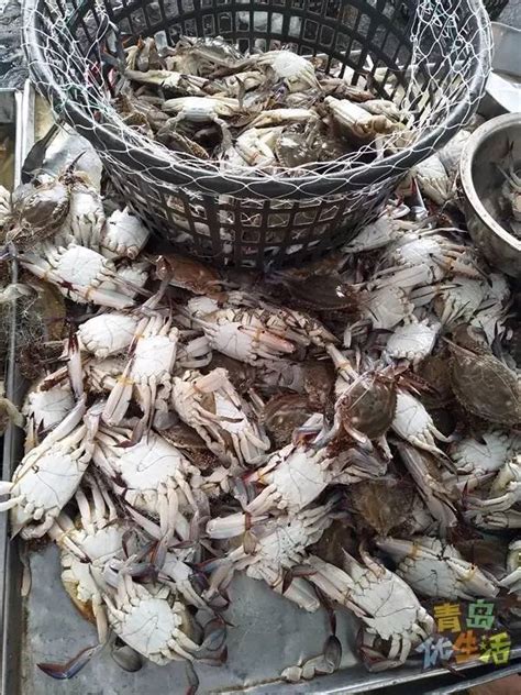 青岛的螃蟹市场价格多少
