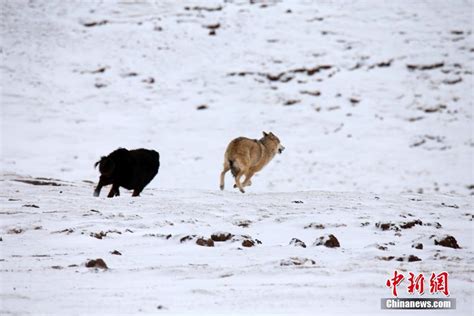 青海牧民拍摄藏獒和狼视频
