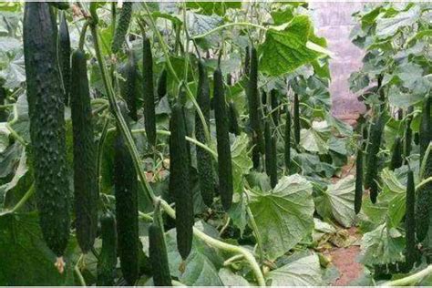 青瓜种植和栽培