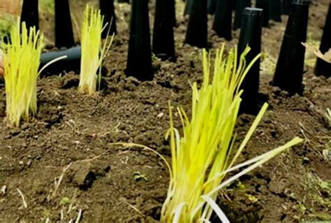韭黄的种植管理技术