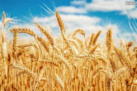预测今年小麦能涨到多少钱一斤