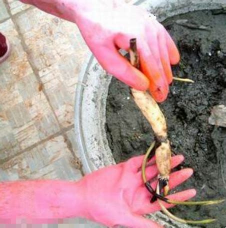 食用藕的正确种植方法