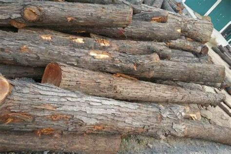 香椿木材多少钱一吨