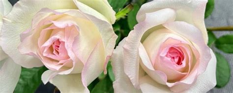 香水玫瑰一年开几次花