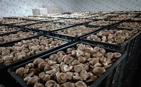 香菇生产种植技术要点